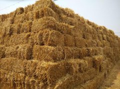 小麦秸秆综合利用建议方案