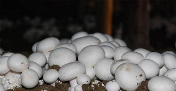 蘑菇土法施肥可增产，农民朋友们可以试用