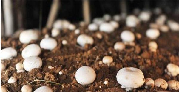 双孢菇对覆土的要求有哪些(双孢菇和口蘑的区别)