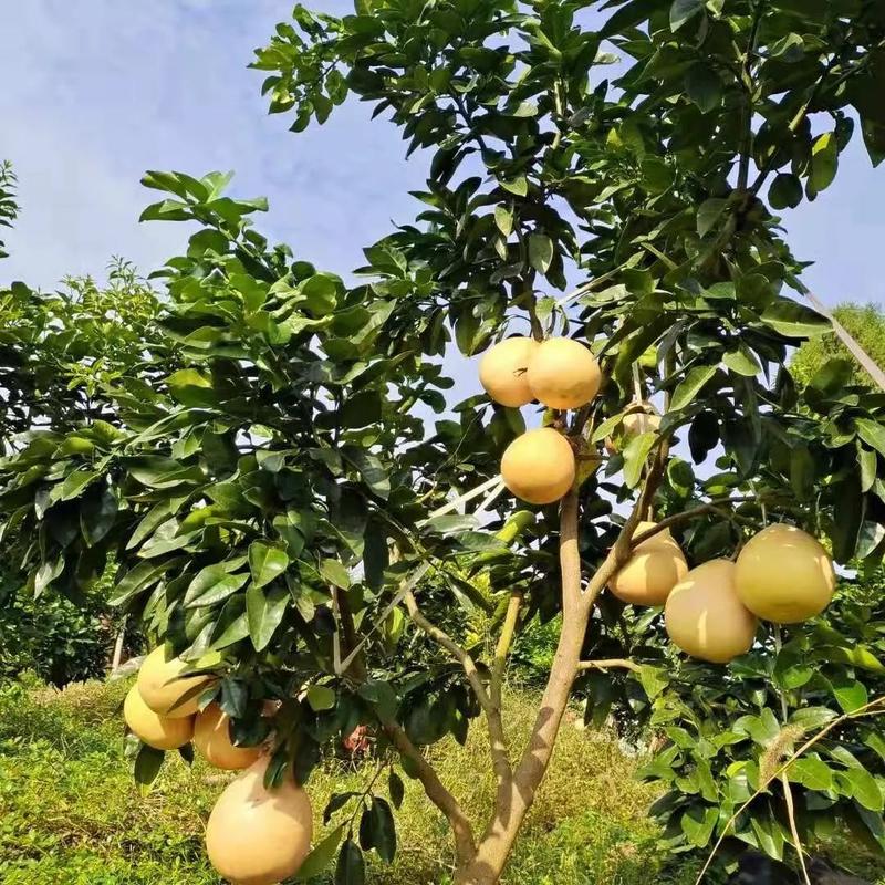 挂果的柚子施什么肥料能提高品质(柚子挂果施哪种肥料)