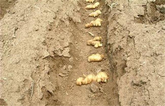 生姜种植施肥技术(生姜种植技术和管理生姜用什么肥)