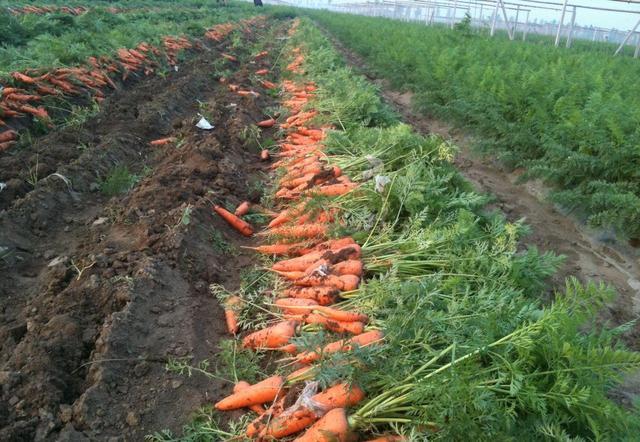 种植红萝卜如何施肥(红萝卜施肥用什么肥料)