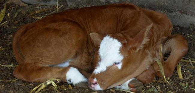 新生牛犊拉黄稀是什么原因引起的