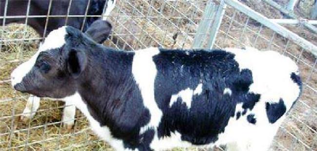 新生犊牛的饲养管理要点