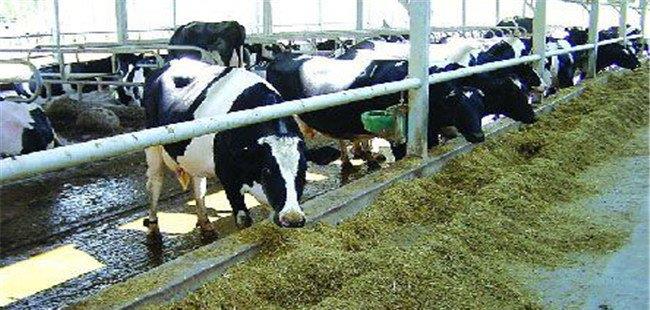 牛饲料知识-哪些植物适合制作青贮饲料？