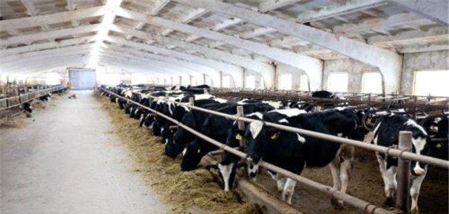 奶牛场的气味对奶牛健康有什么影响？如何防止