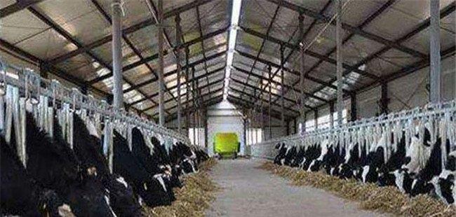 高温季节提高奶牛产奶量有什么措施