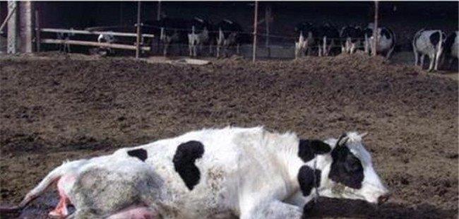 奶牛生产瘫痪的原因及症状