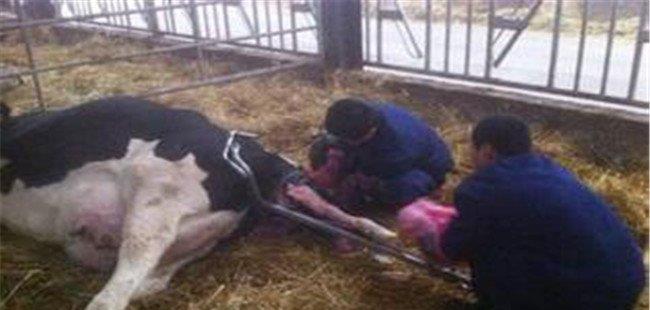 如何防治奶牛生产瘫痪