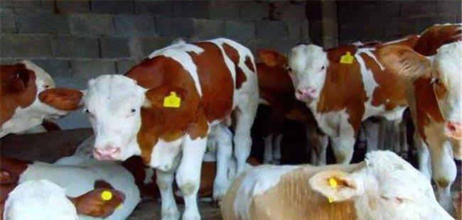 什么是奶牛“两病” 如何检疫、防治与治疗