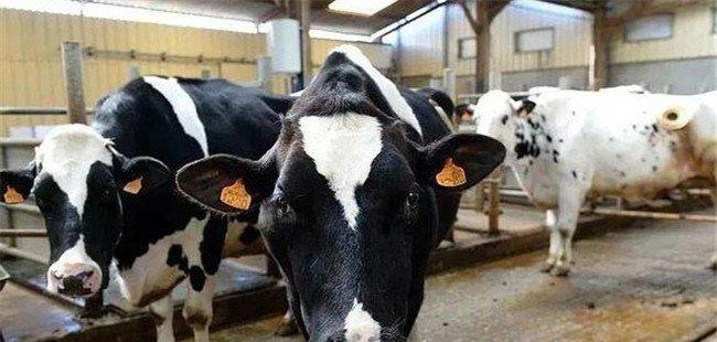 奶牛在产奶后期和干奶期如何保健