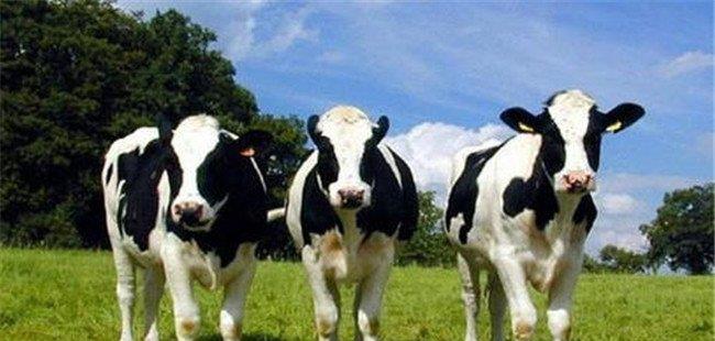 喂奶牛保护性脂肪问题不容忽视