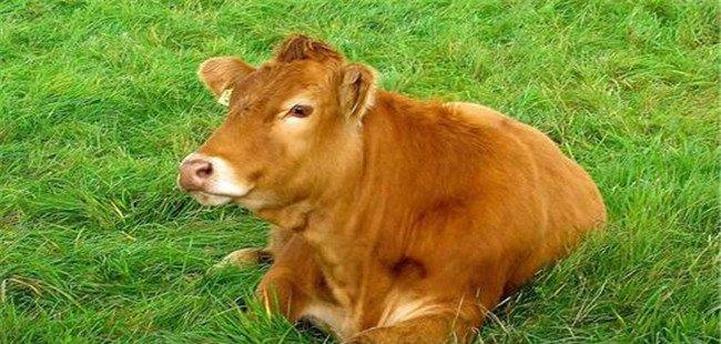 奶牛焦虫病的症状与预防 奶牛焦虫病的治疗方法