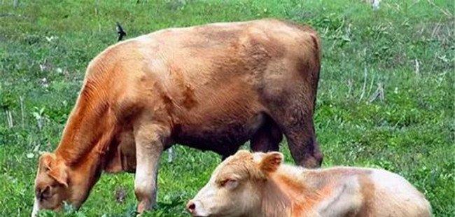 奶牛养殖容易忽略、又必须掌握的饲养管理要点