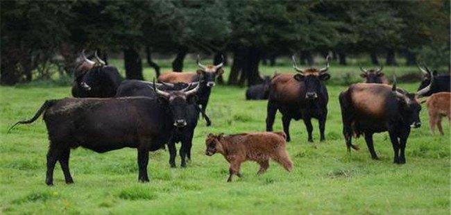 如何防止、预防牛羊放牧时感染寄生虫病