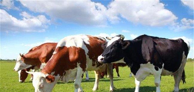 牛饲料知识-饲料蛋白质对奶牛生产与健康有什么