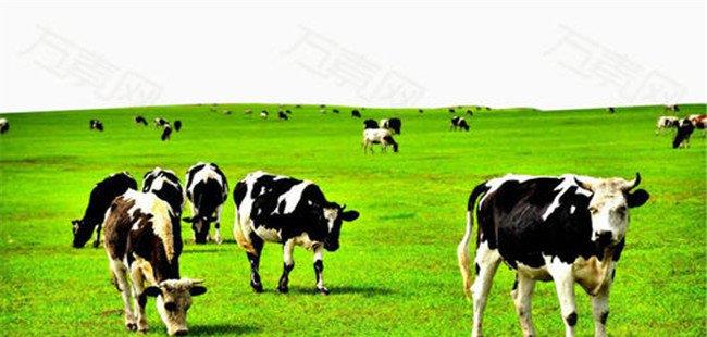 奶牛品种问题－奶牛引种时要注意哪些问题？