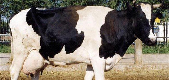 怎样计算奶牛的产奶量(影响奶牛产奶量的因素)