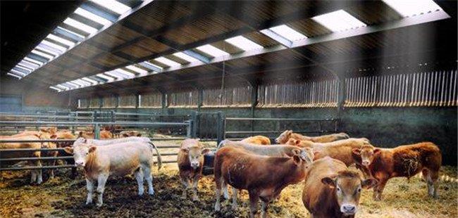 冬季养奶牛如何管理 冬季奶牛饲养管理要点