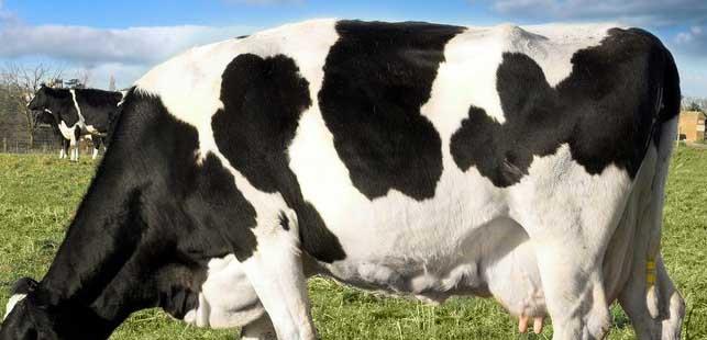 奶牛养殖方法