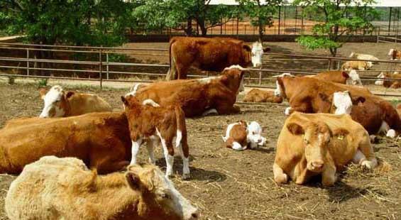 冬春牛饲喂尿素有哪些好处(普通尿素对育肥牛有效果吗)
