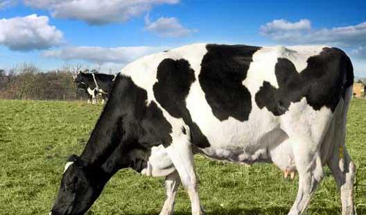 奶牛养殖技术