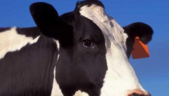 如何降低奶牛养殖的饲料成本(养猪如何降低饲料成本)