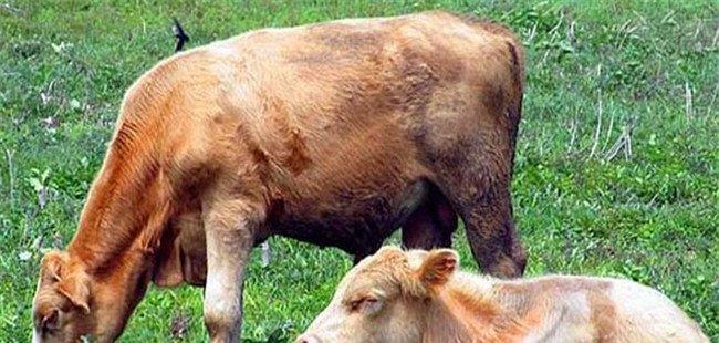 牛风湿病的主要症状、治疗原则与治疗方法