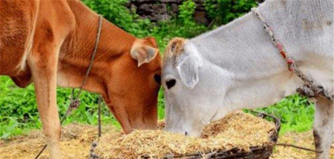 养牛节省草、节省饲料的九种办法
