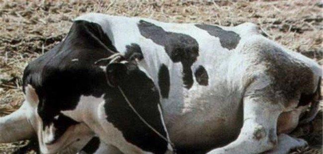 奶牛真胃炎的症状特征和治疗方法，如何预防？