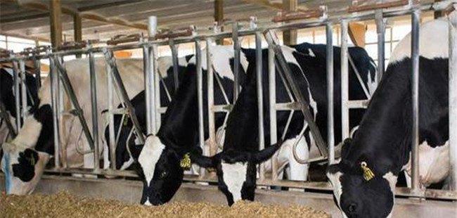 奶牛的营养调控方法 奶牛的投料方式和饲喂时间