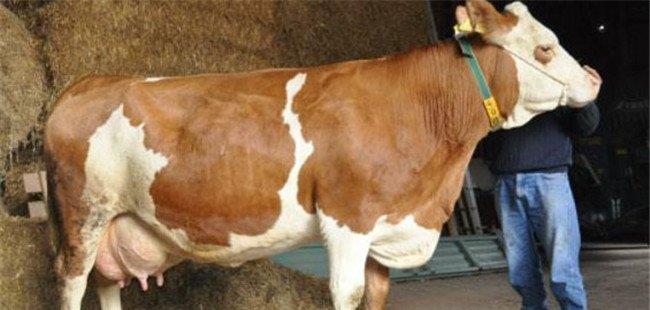 判断奶牛怀孕的方法