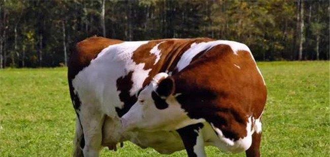 如何判断母牛是否怀孕