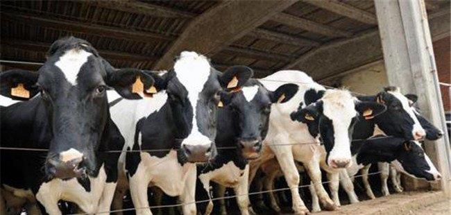 高温对奶牛产奶量的影响