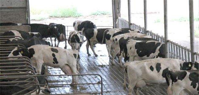 奶牛中暑的临床症状