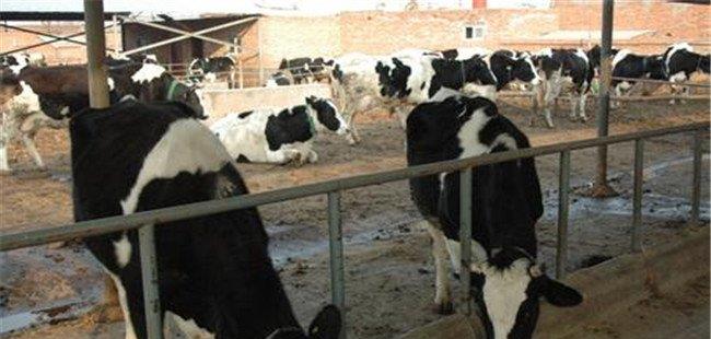 肉牛场怎样防止传染病和寄生虫病的发生