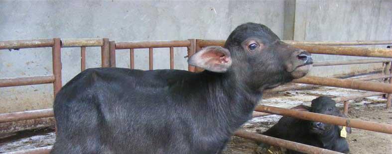 冬季牛养殖犊牛白痢的治疗方法