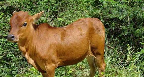 鲁西黄牛-有关鲁西黄牛的资料(鲁西黄牛怎样分辨)