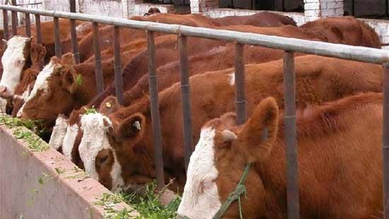 牛养殖户亏损的因素有哪些(养殖户申报检疫流程)