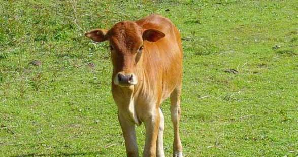 关于提高母牛受胎率的二个参考配方