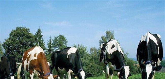 提高母牛繁殖率的措施(提高教学质量的方法和措施)