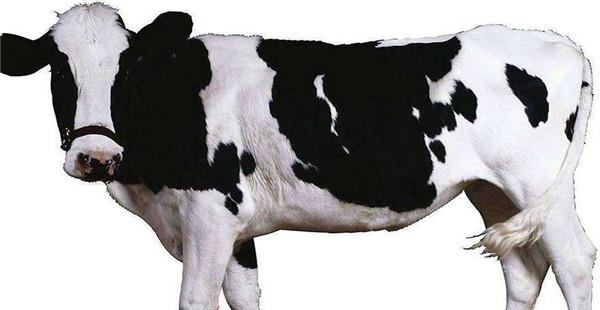 奶牛有公的吗，怎样使奶牛多产奶？(奶牛是怀了孕的奶牛才会产奶吗)