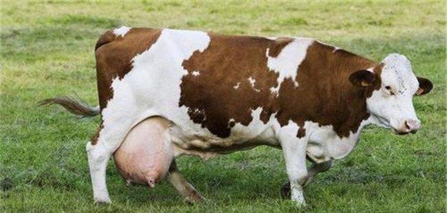 奶牛蹄病的发病原因是什么 奶牛蹄病的防治方法