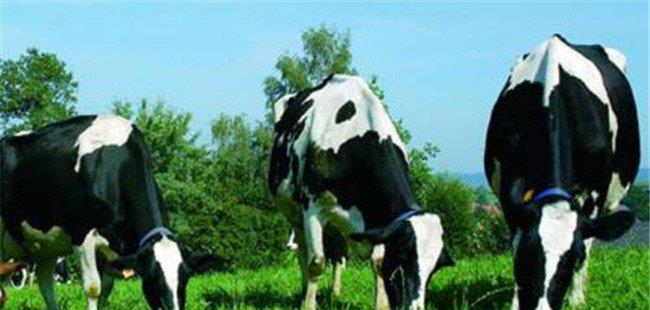 春季荷斯坦奶牛的饲养管理与保健技术要点