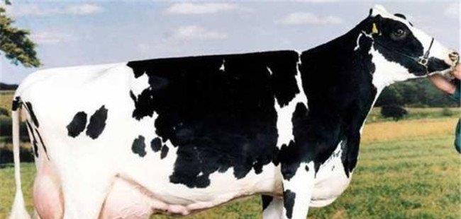 泌乳牛三种饲养方法：常规法、预支法与挑战法