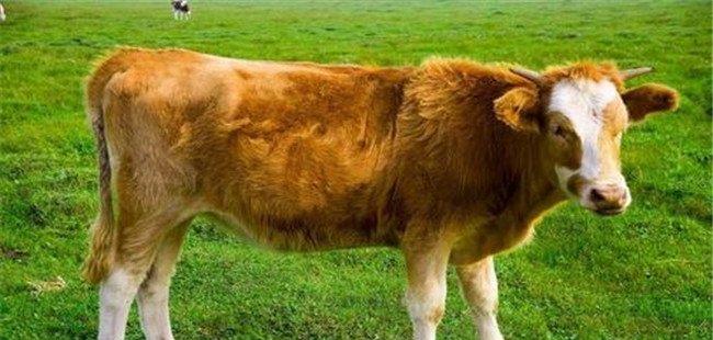 牛流行性感冒的病原是什么