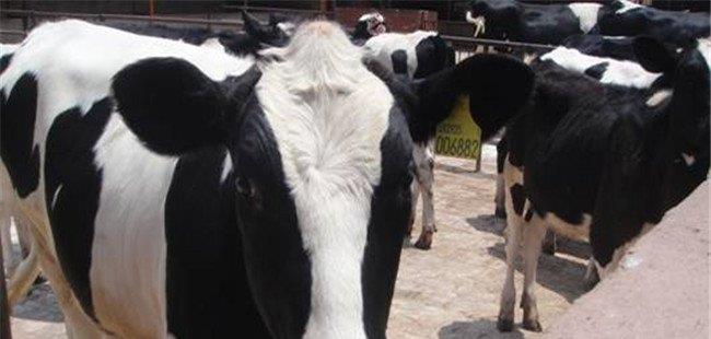 奶牛喂什么饲料产奶多？(奶牛靠打激素产奶吗)
