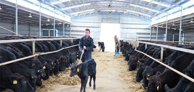 塑料大棚养牛可行吗？如何在暖棚内养殖育肥牛