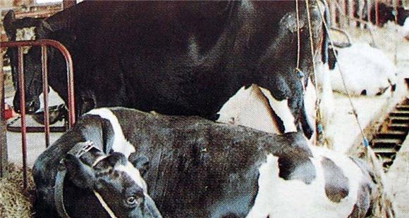 如何治疗奶牛生产瘫痪