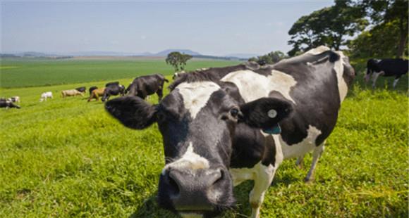 奶牛生产瘫痪预防要点
